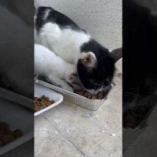 Little Loves Waiting for Me… 💔🐾#shorts #kitten #cat #catlove #cute #animals  #viralvideo #kitty