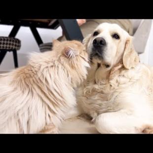 Funny Cat Demands Attention from Dogs