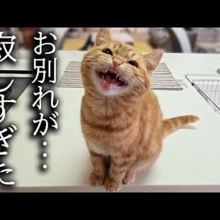 「お兄ちゃんどこ!?」必死で探す犬と子猫に涙…別れが寂しすぎた日
