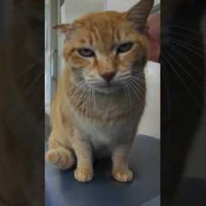 フェリー乗り場待合室でベンチに座っていたら猫が隣に座ってきた #ImpressedCatVideo #catisland #Cat