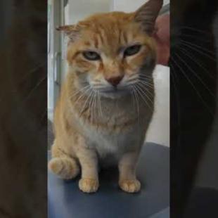 フェリー乗り場待合室でベンチに座っていたら猫が隣に座ってきた #ImpressedCatVideo #catisland #Cat