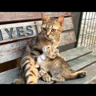 The loving gaze of kittens at their mothers will move you