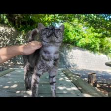 猫島の道路脇の無料猫カフェ、最初はグレーの猫一人だったけど後からハチワレとキジトラが応援に駆けつけた