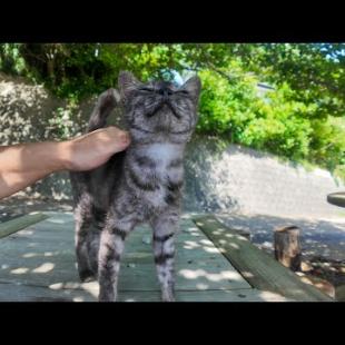 猫島の道路脇の無料猫カフェ、最初はグレーの猫一人だったけど後からハチワレとキジトラが応援に駆けつけた