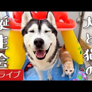 犬と猫の親バカ日記　誕生日ライブ！