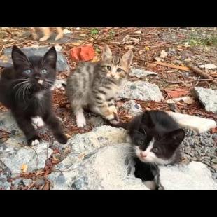 Beautiful homeless kittens come running to me when they see me