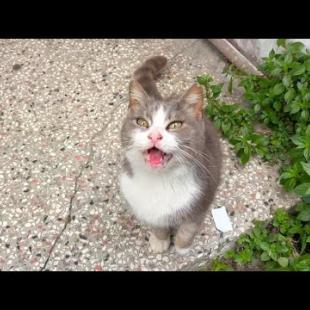 Beautiful-eyed Smoke cat meows in a melodic voice as if it were talking