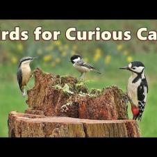 Cat TV : Birds to Entertain Curious Cats
