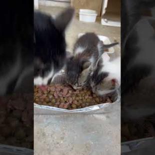 🐾 Kittens Struggling to Survive on the Street#shorts #kitten #cat #catlove #cute #animals  #catvideo