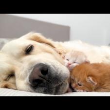 Tiny Kittens Can't Fall Asleep Without a Golden Retriever