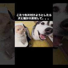 こたつを片付けようとしたら全力で反対する犬と猫がこちら...They said NO to packing up the kotatsu