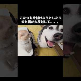 こたつを片付けようとしたら全力で反対する犬と猫がこちら...They said NO to packing up the kotatsu