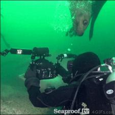 A seal thinks a diver's head is food.