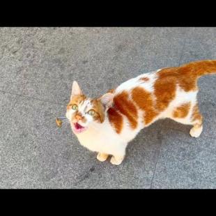 Hungry stray cat meows loudly for food and attention