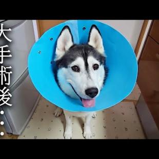 大手術を終え絶食から初めてのごはんをあげると...