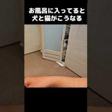 お風呂に入ってると犬と猫がこうなります...笑#shorts