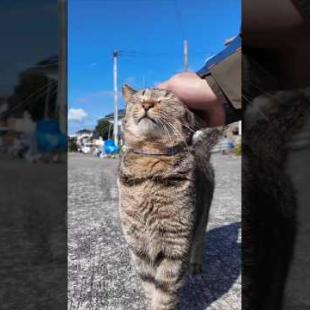 #ImpressedCatVideo #catisland #Cat