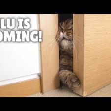 LuLu Will Go Anywhere for Pizza! | Kittisaurus