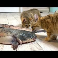 Барханные кошки в шоке от огромной рыбы / Енот своровал чупачупс