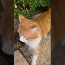 Street cat took shelter under the bushes to escape the rain #kitten #cute #animals #catlover