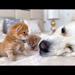 My Dog ​​Was Attacked by Tiny Kitten with Love [Cuteness Overload]