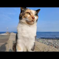 防波堤に座ると隣に座ってくる三毛猫ちゃん