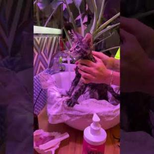 Как правильно купать котёнка мейн-куна: мягкий уход с шампунями «4 лапы»