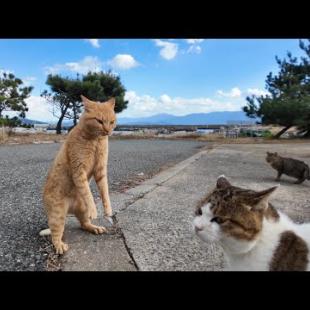 何でこうなるの？仲良しかと思ってたら突然キレる猫