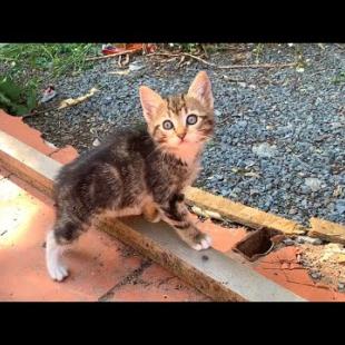 Funny kittens playing hunting game, very fun