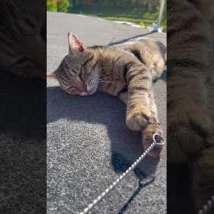 The street cat, who is about to fall asleep, wants to join our game #shorts #catshorts #cats #cat