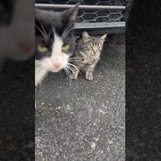 💛 The kitten comes out from under the car where it was hiding #shorts #cats #cat