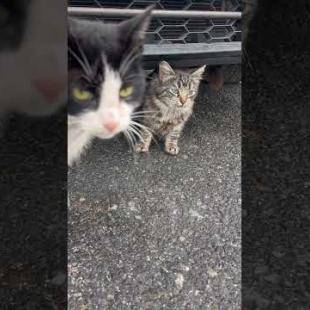 💛 The kitten comes out from under the car where it was hiding #shorts #cats #cat