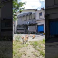 猫島の小学校の登校風景