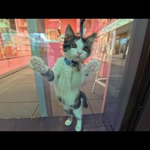 ショッピングモール内を自由に歩き回る猫たちの間で一番人気の店はピンク色の宝石屋さん