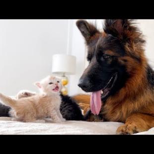 Tiny KITTENS show their love to GIANT DOG!