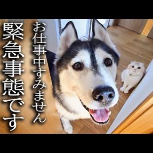 ハスキー犬と猫が涙目で騒いでるのでついて行ってみると...