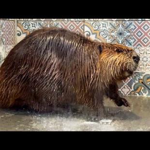 РЕАКЦИЯ БОБРА НА ДУШ / Кормлю бобра через трубку