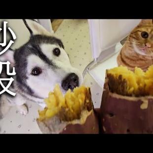 生まれて初めて焼き芋を食べた子猫と犬の様子がこちらです...