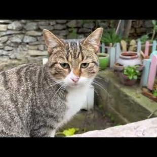 I meet again the cute tabby cat living in the wall, coming to me for affection