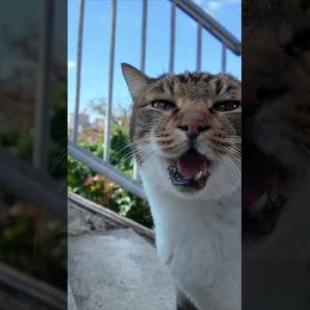 商店街の裏の公園に行ってみると猫がモフられにやって来た