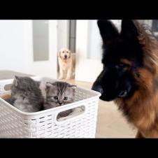 Dog Meets Tiny Kittens [Cutest Reaction Ever]