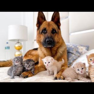 Tiny Kittens Love the German Shepherd