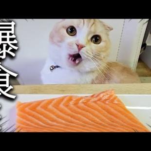 猫と犬に初めて巨大なサーモンをプレゼントしてみた結果...