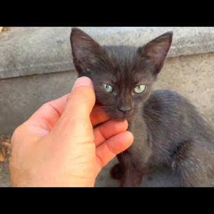 Homeless kitten won't let me go