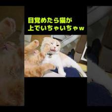 目覚めたら猫達が上でいちゃいちゃしてた...笑#shorts