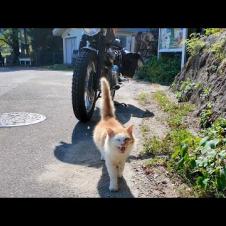 ツーリング中に山奥の自販機で休憩してたら、人懐っこい猫がモフられに来た🐱🏍️💕
