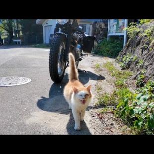 ツーリング中に山奥の自販機で休憩してたら、人懐っこい猫がモフられに来た🐱🏍️💕