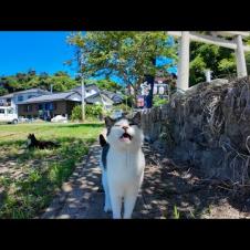 【癒し全開】木陰でゴロゴロする島猫たちをナデまくってきた結果…💕