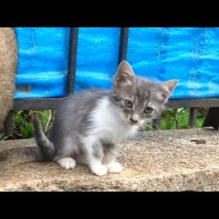 🐾 Hungry Kittens Follow Mother Cat for Food 🐾