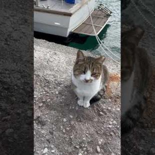 I dived into cats' territory on the beach #catshorts #kitten #meow #catsofyoutube #cute #catstagram